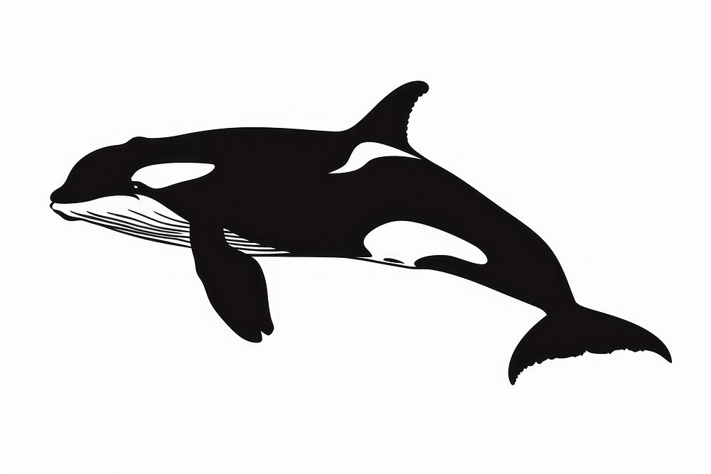 Killer whale silhouette stencil animal mammal.