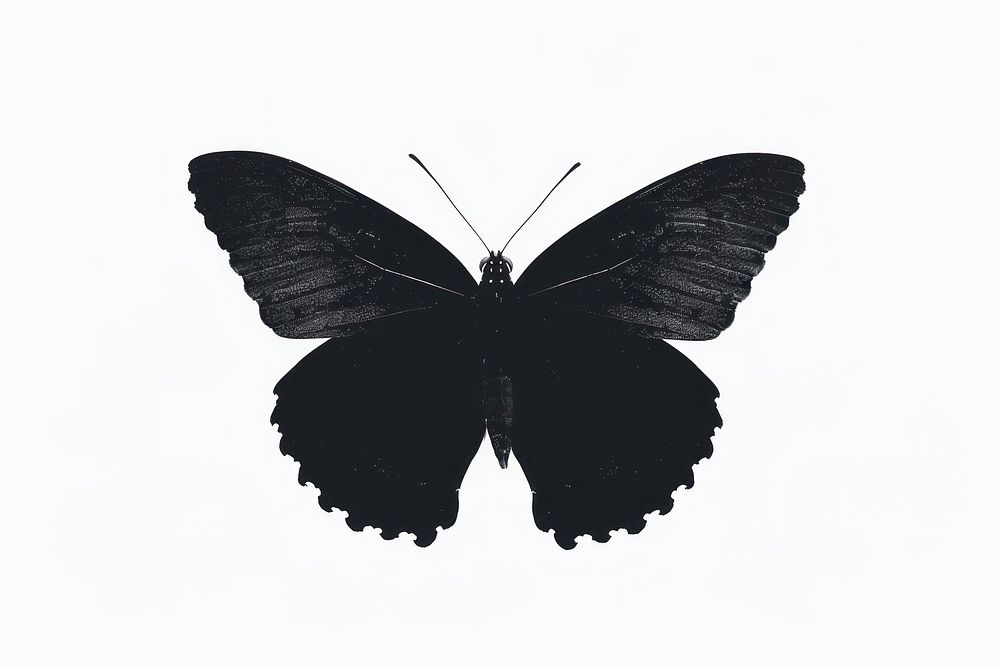 Butterfly silhouette clip art insect animal black.