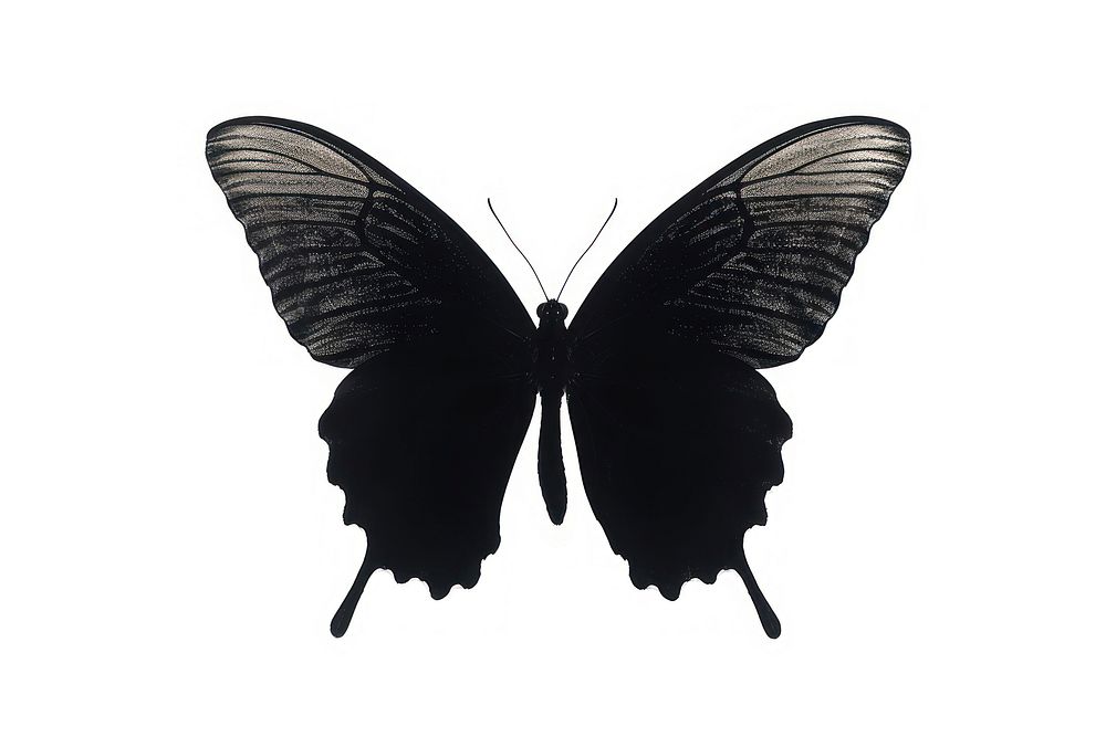 Butterfly silhouette clip art insect animal black.