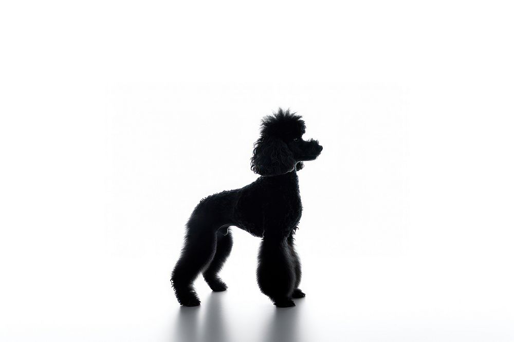 Poodle dog silhouette clip art mammal animal black.