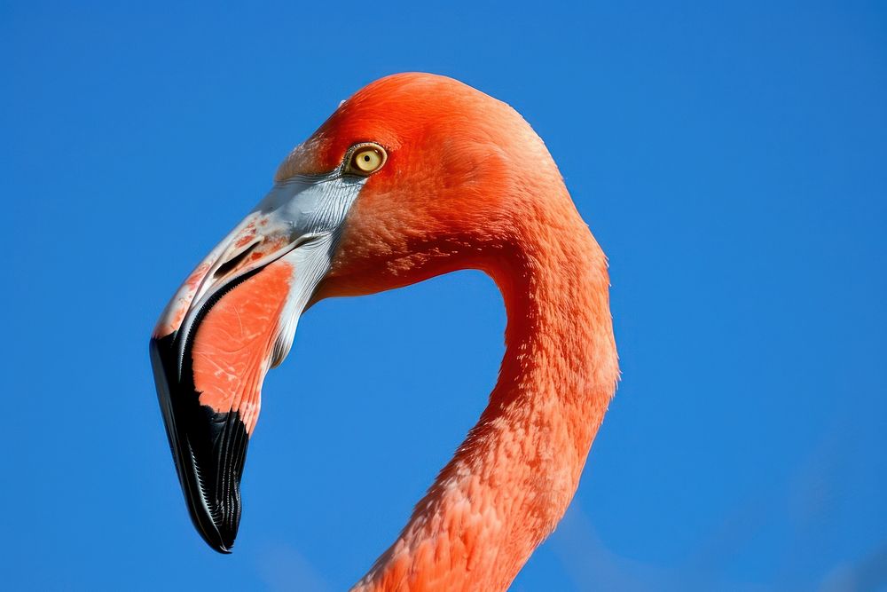 Flamingo animal beak bird.