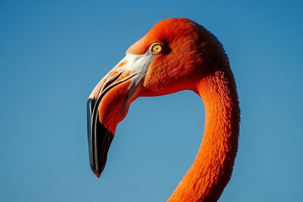 Flamingo animal beak bird.