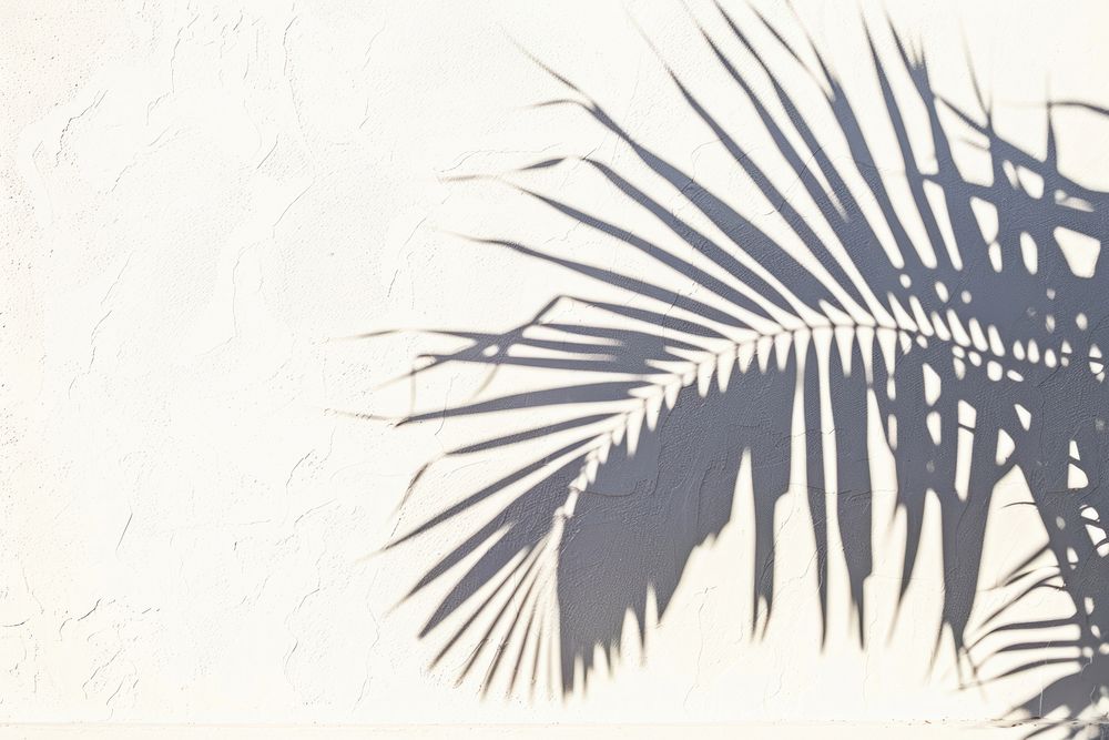 Tropical palm shadow vegetation silhouette arecaceae.