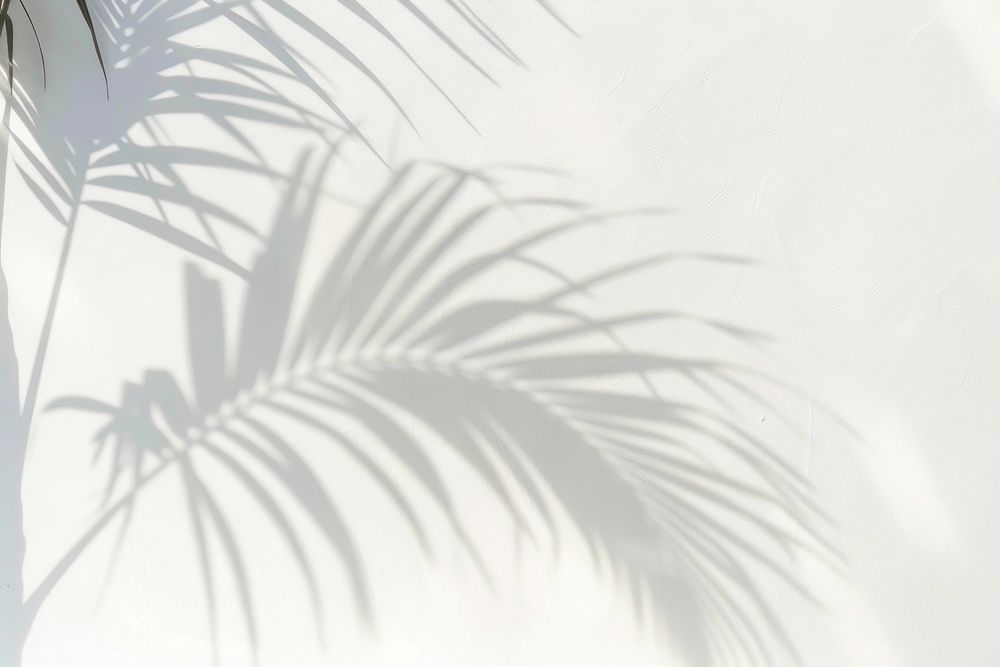 Tropical palm shadow white vegetation arecaceae.