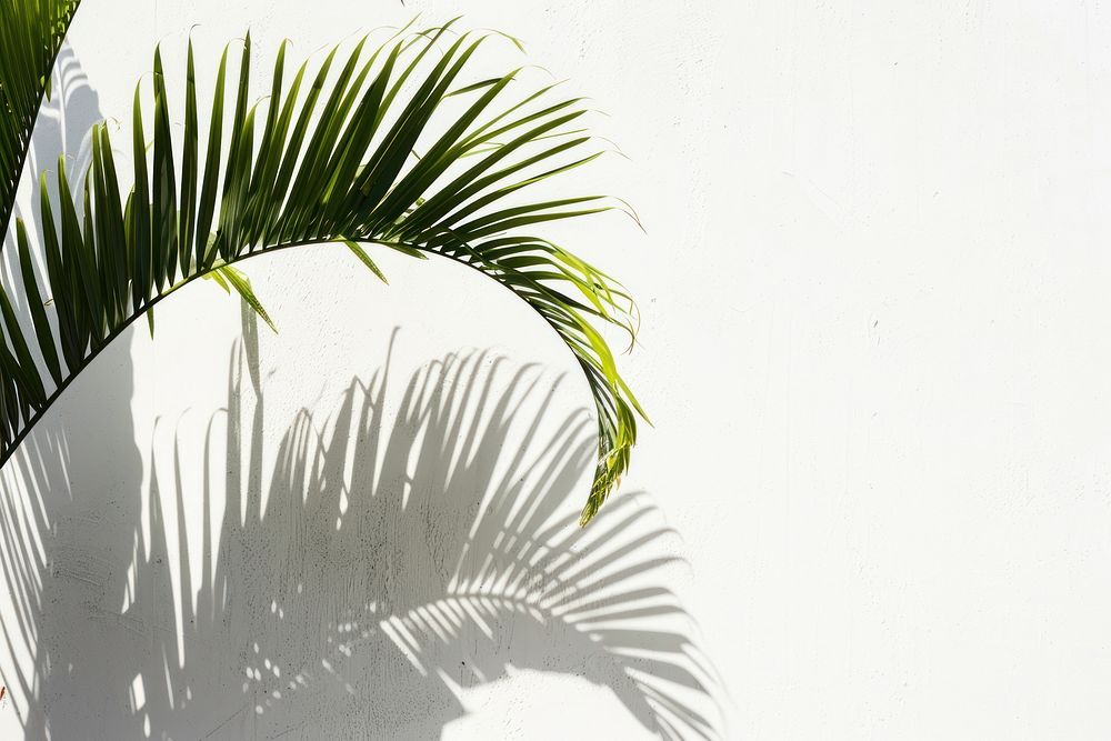 Tropical palm shadow vegetation arecaceae outdoors.