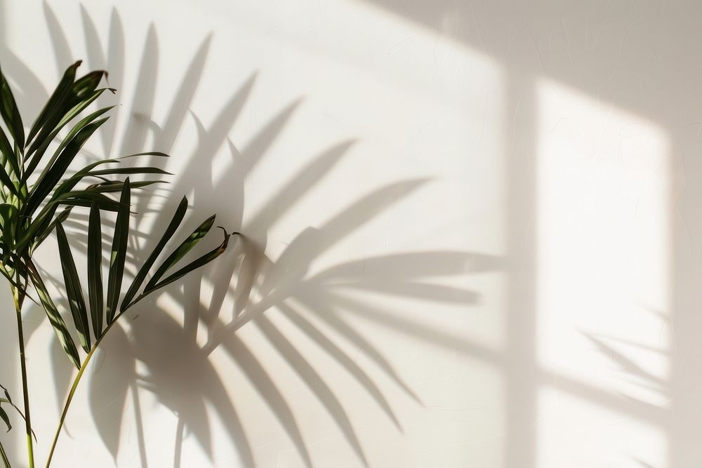 Tropical palm shadow indoors plant leaf.