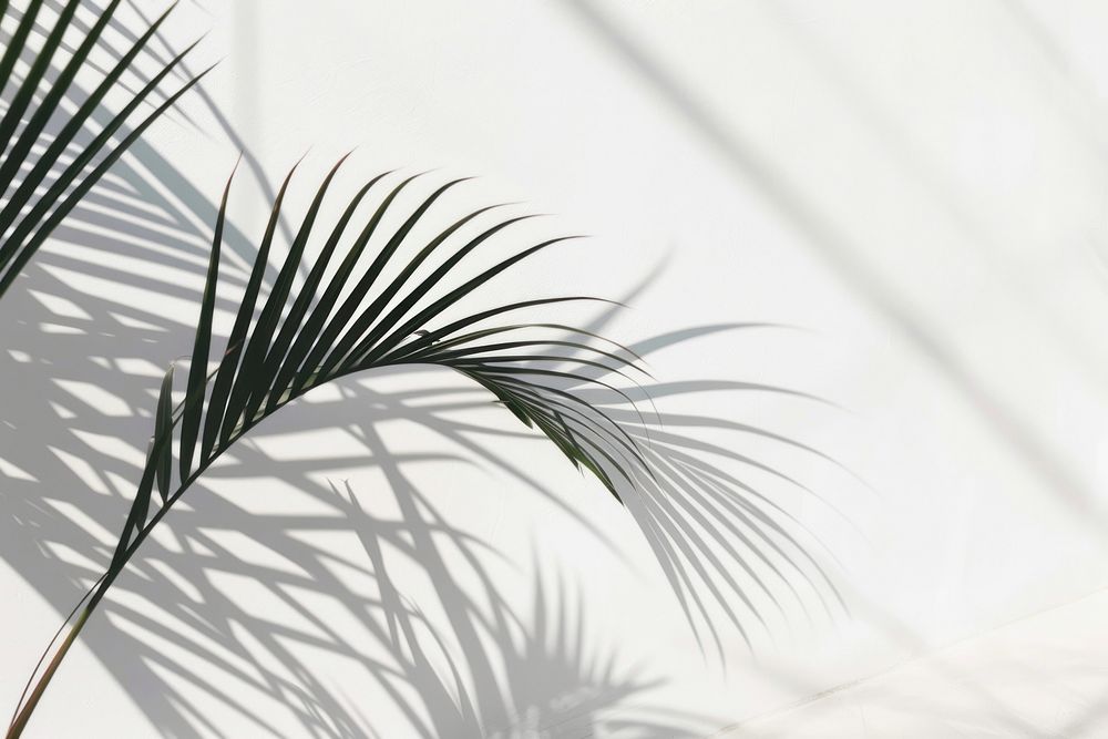 Tropical palm shadow vegetation arecaceae outdoors.