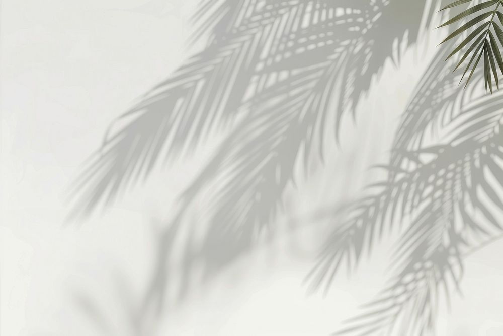 Tropical palm shadow white vegetation arecaceae.