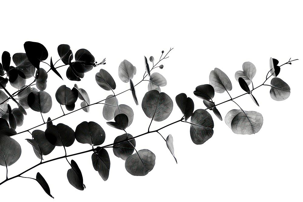 Eucalyptus silhouette clip art plant leaf.
