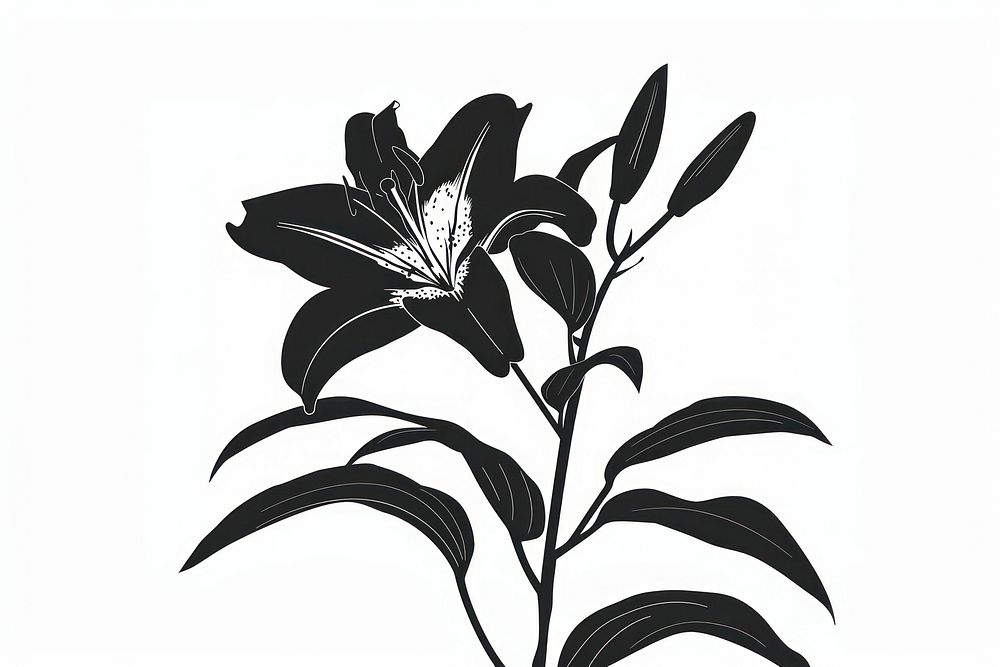 Lily silhouette clip art blossom flower plant.