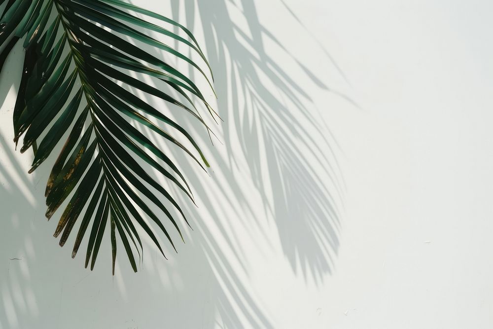 Palm leafs shadow vegetation arecaceae outdoors.