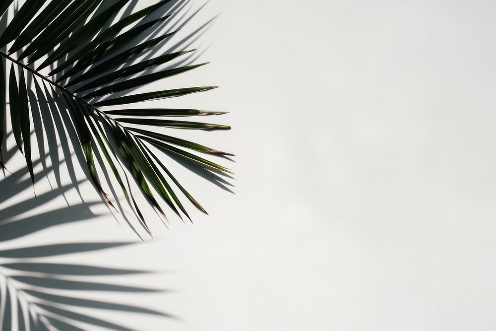 Palm leaves shadow vegetation arecaceae outdoors.