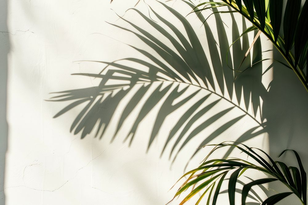 Palm leaves shadow vegetation arecaceae outdoors.