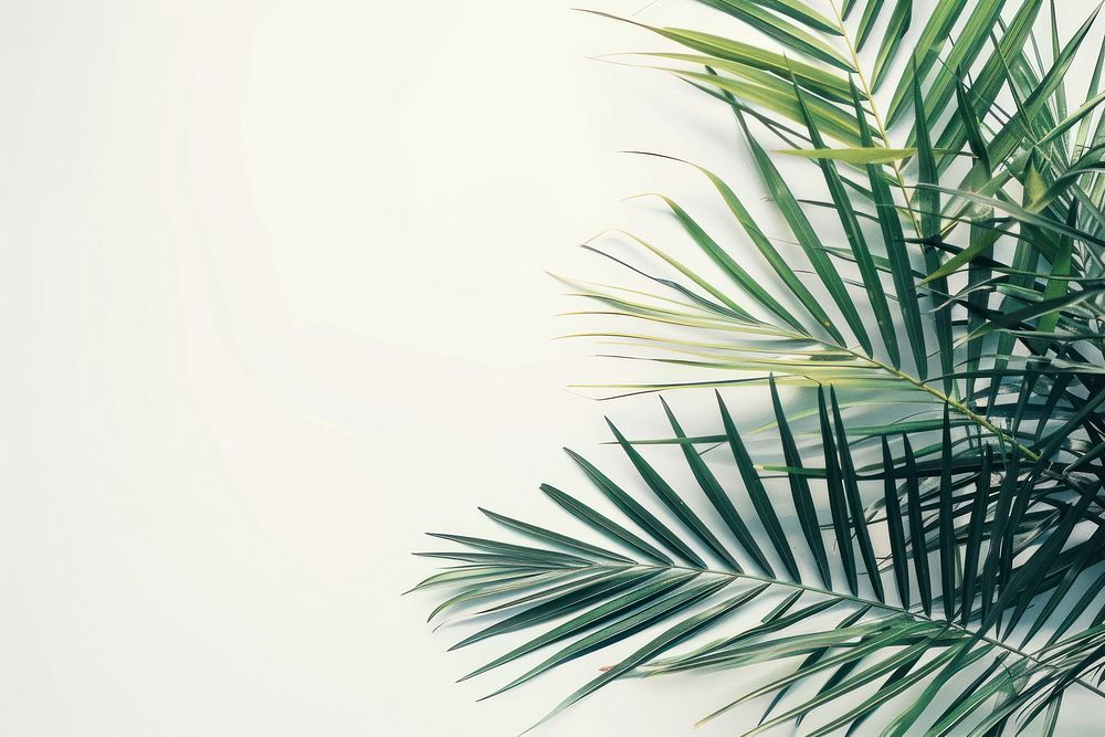 Reflect of palm leaves vegetation arecaceae outdoors.