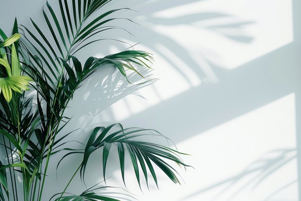 Reflect of palm leaves vegetation arecaceae outdoors.