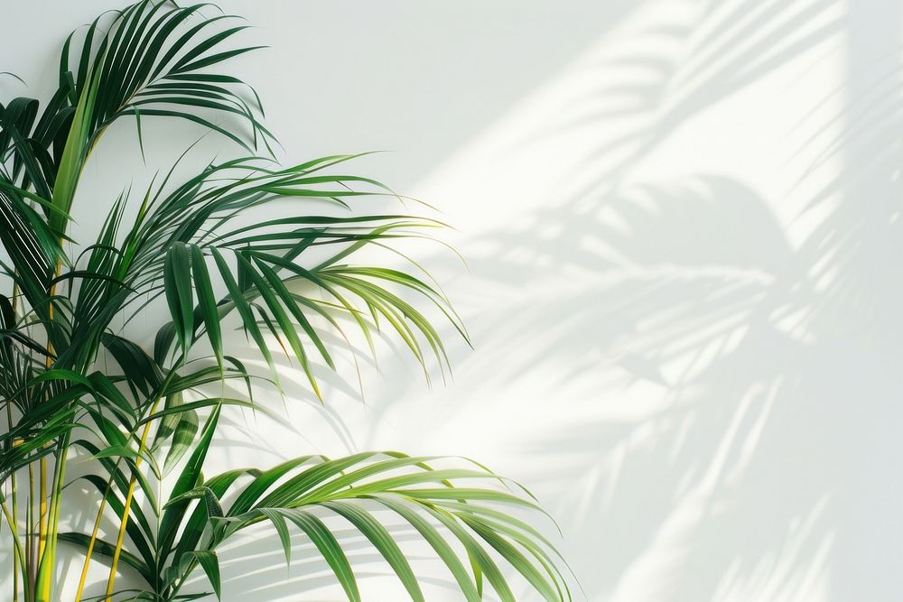 Reflect of palm leaves vegetation rainforest arecaceae.