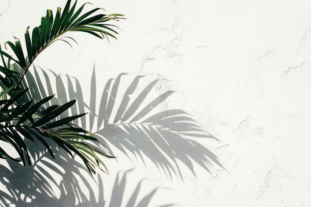 Shadow of palm leaves wall architecture vegetation.