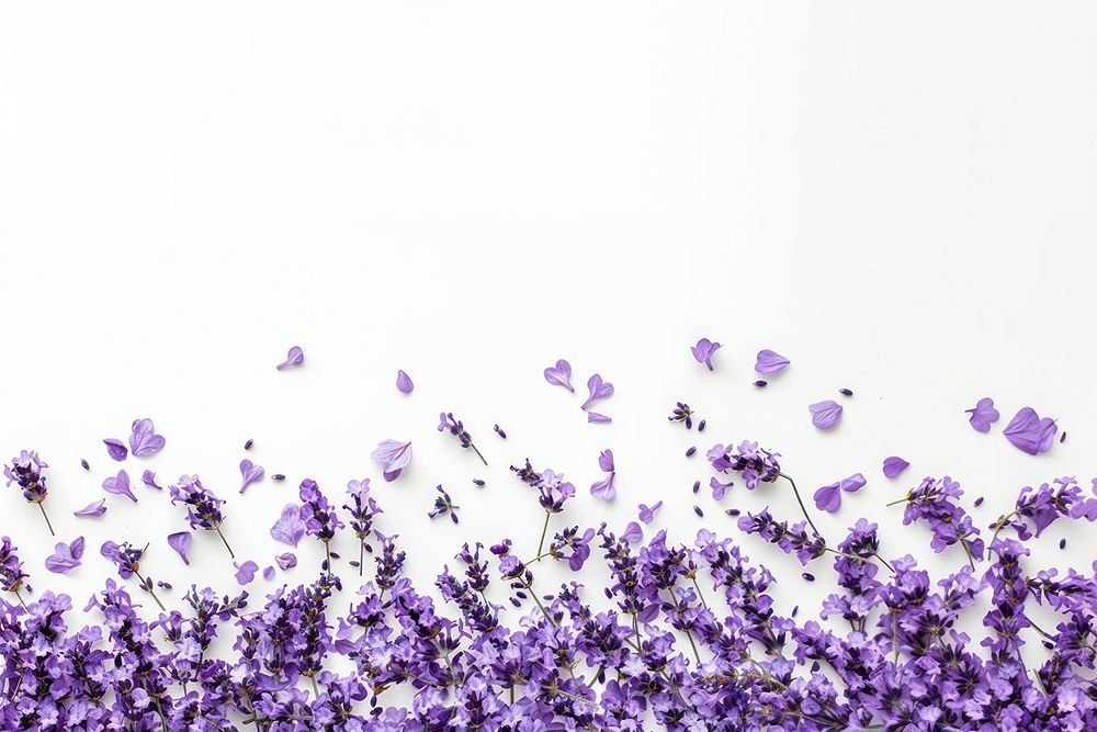 Lavanders confetti border lavender blossom purple.
