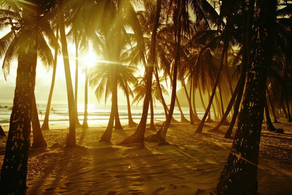 Coconut trees at beach vegetation shoreline landscape.