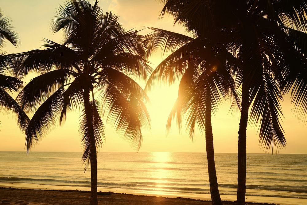 Coconut trees at beach arecaceae shoreline landscape.