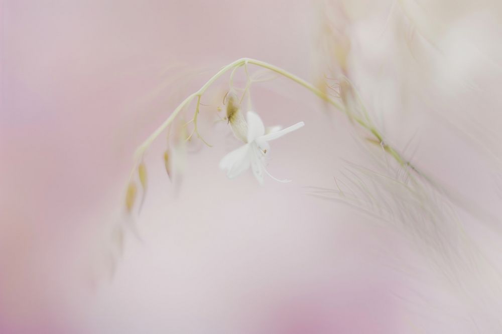 Wildflower outdoors blossom anther.