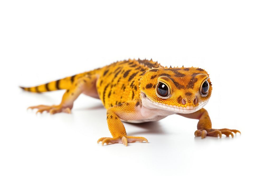 Thai gecko amphibian wildlife reptile.