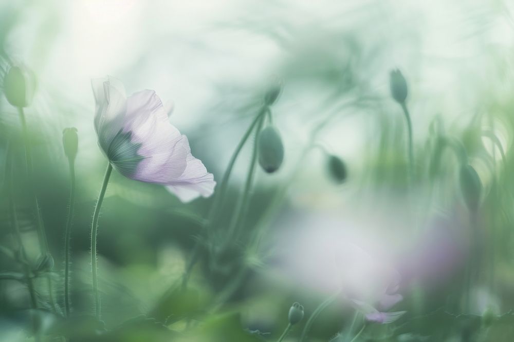 Macro marvel of Peru flower geranium outdoors anemone.