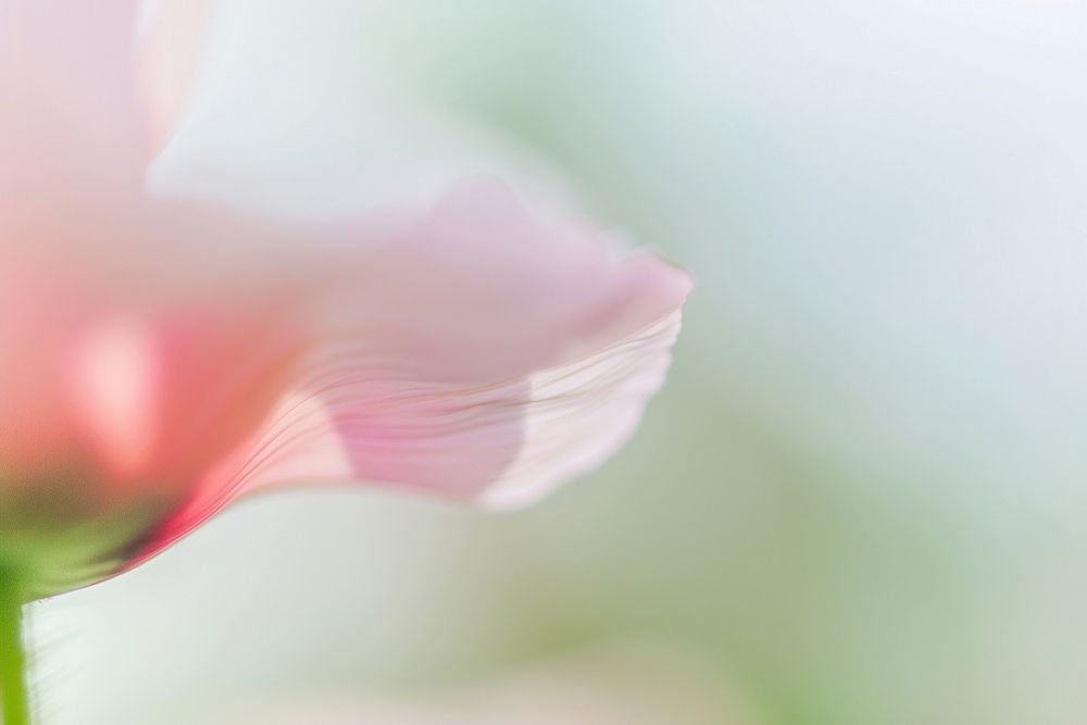 Macro pibk flower geranium blossom anemone.
