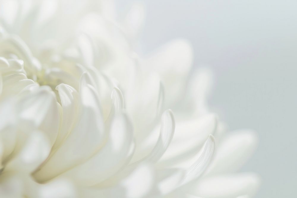 Macro white flower asteraceae blossom dahlia.