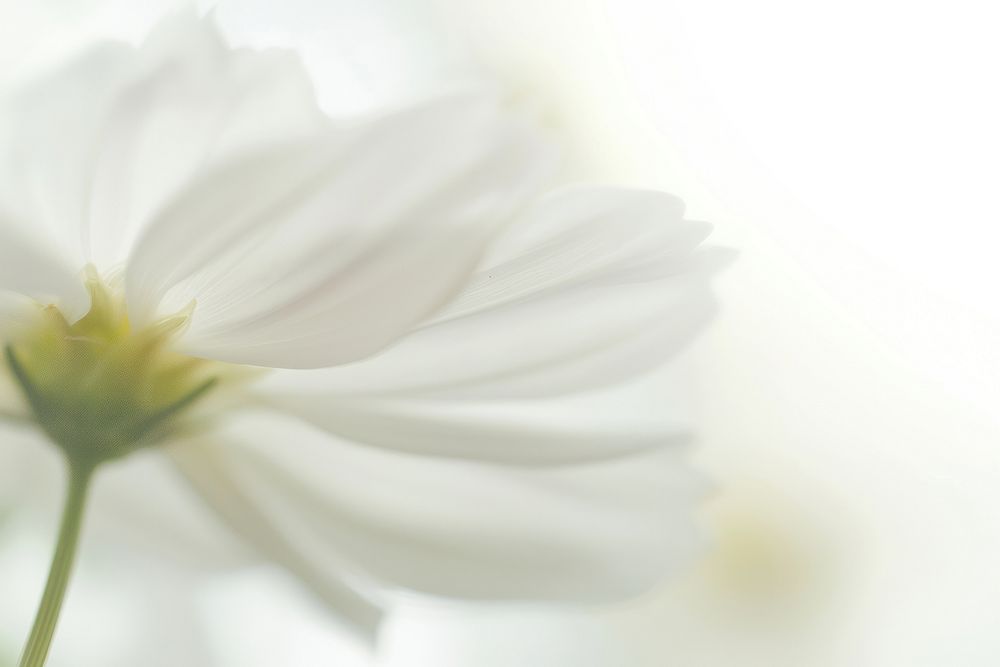 Macro white flower asteraceae blossom anemone.