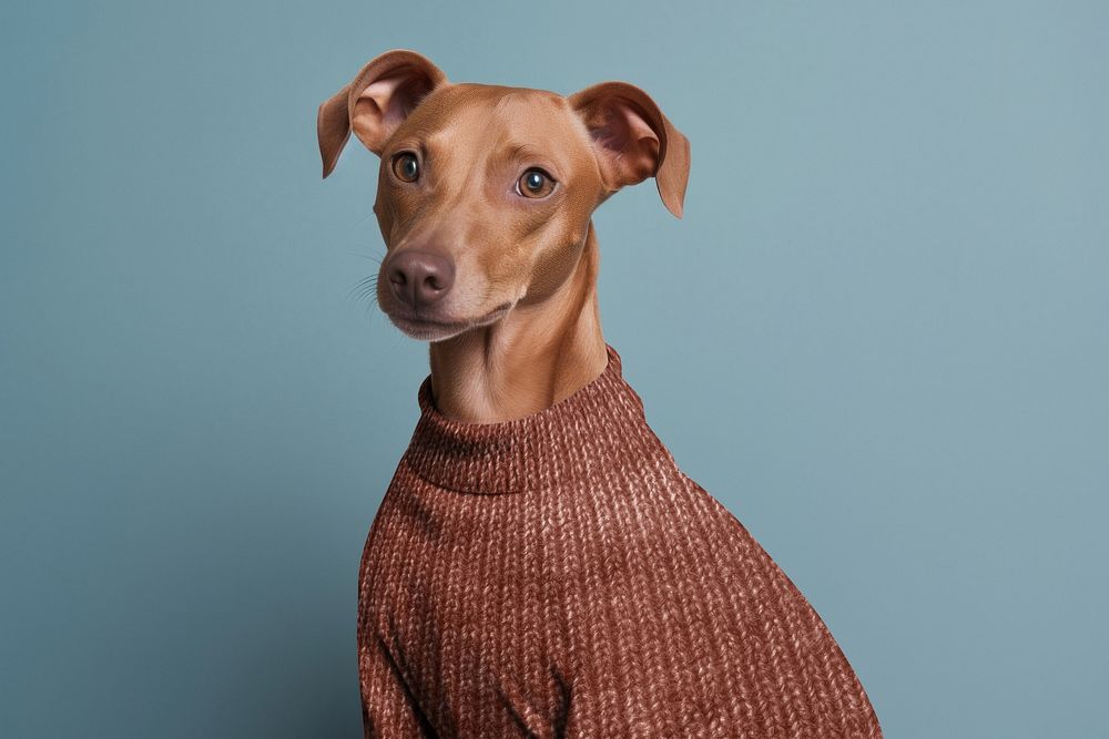Dog in brown sweater