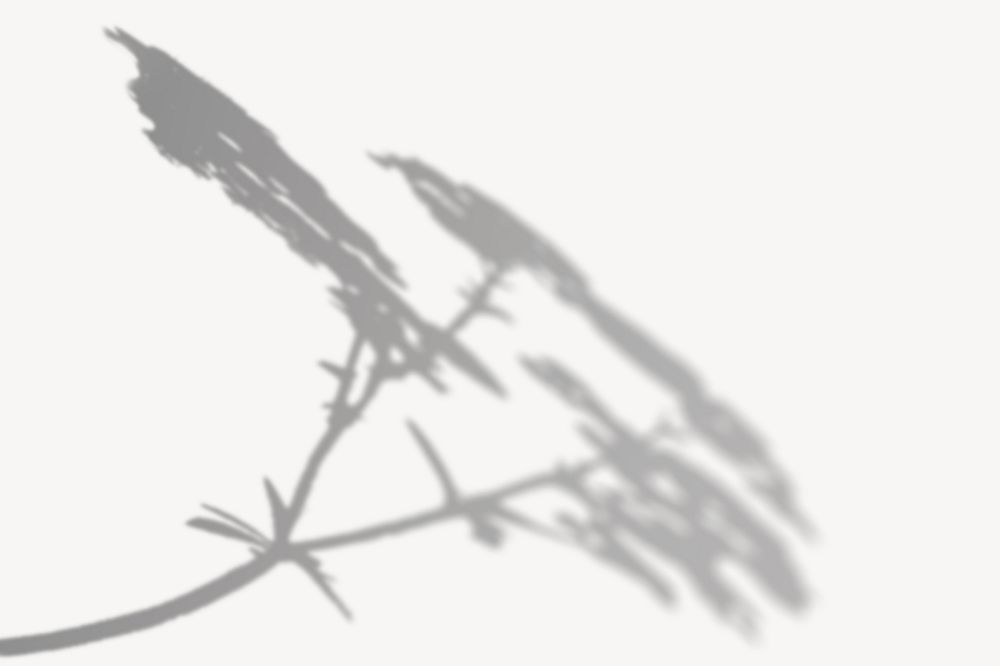 Tree branch shadow illustration