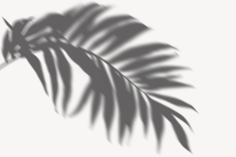 Palm leaf shadow illustration