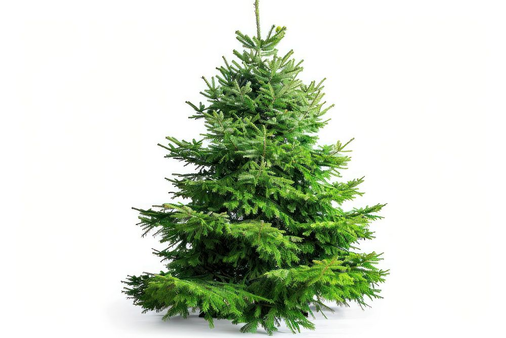 Christmas tree spruce plant pine.