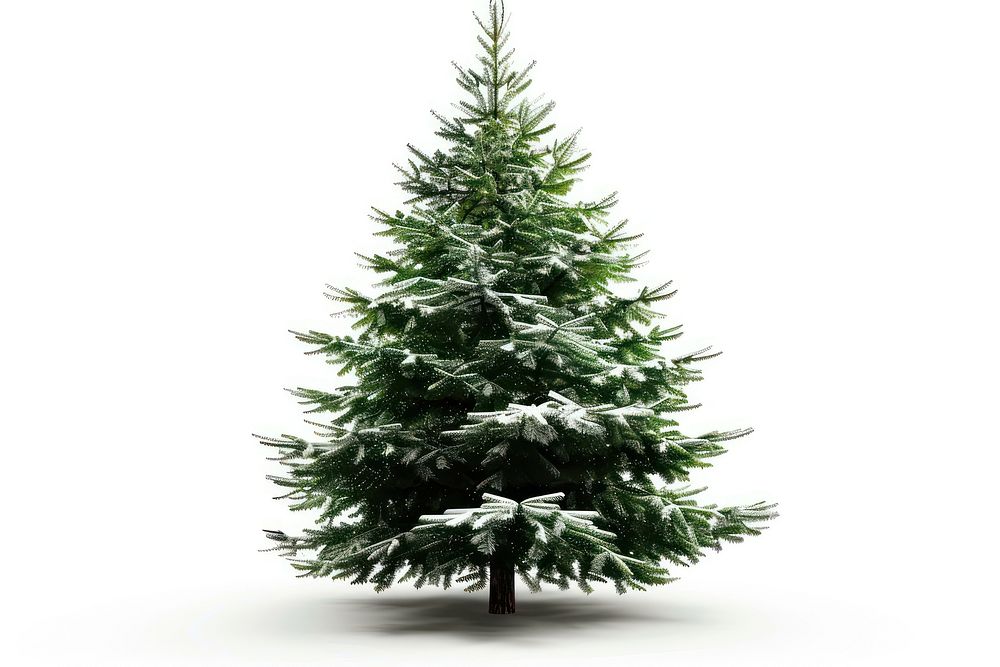 Christmas tree plant white pine.