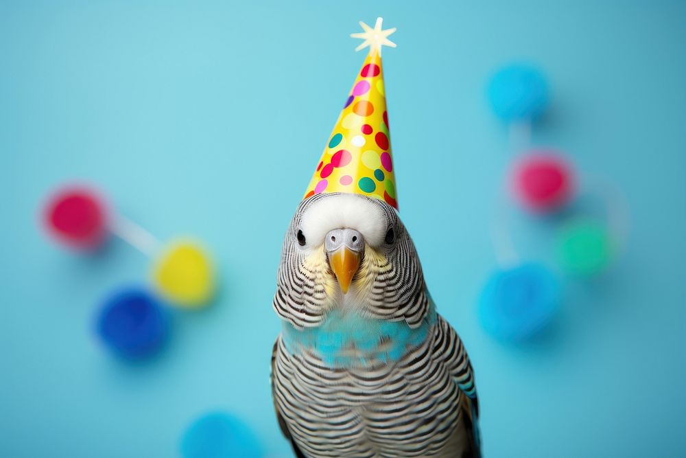Budgerigar hat party hat clothing.