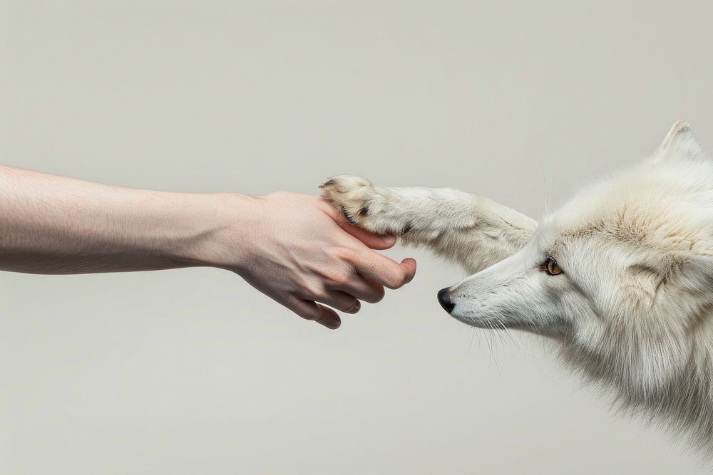 Arctic fox hand shaking leg human wildlife animal.