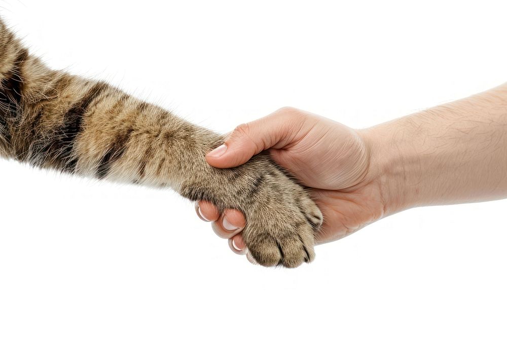 Cat leg shaking hand human electronics hardware.