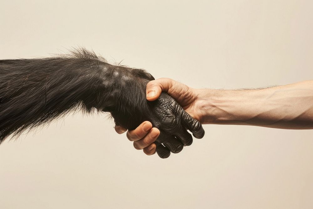 Chimpanzee hand shaking leg human wildlife person.