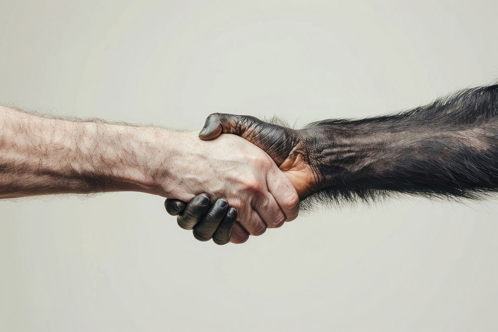 Chimpanzee handshake human person wrist.