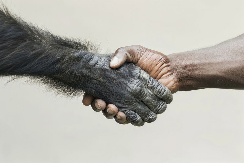 Chimpanzee handshake human wildlife person.