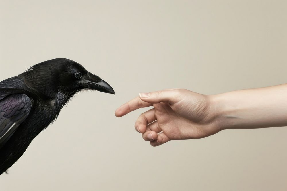 Crow hand shaking leg human blackbird agelaius.