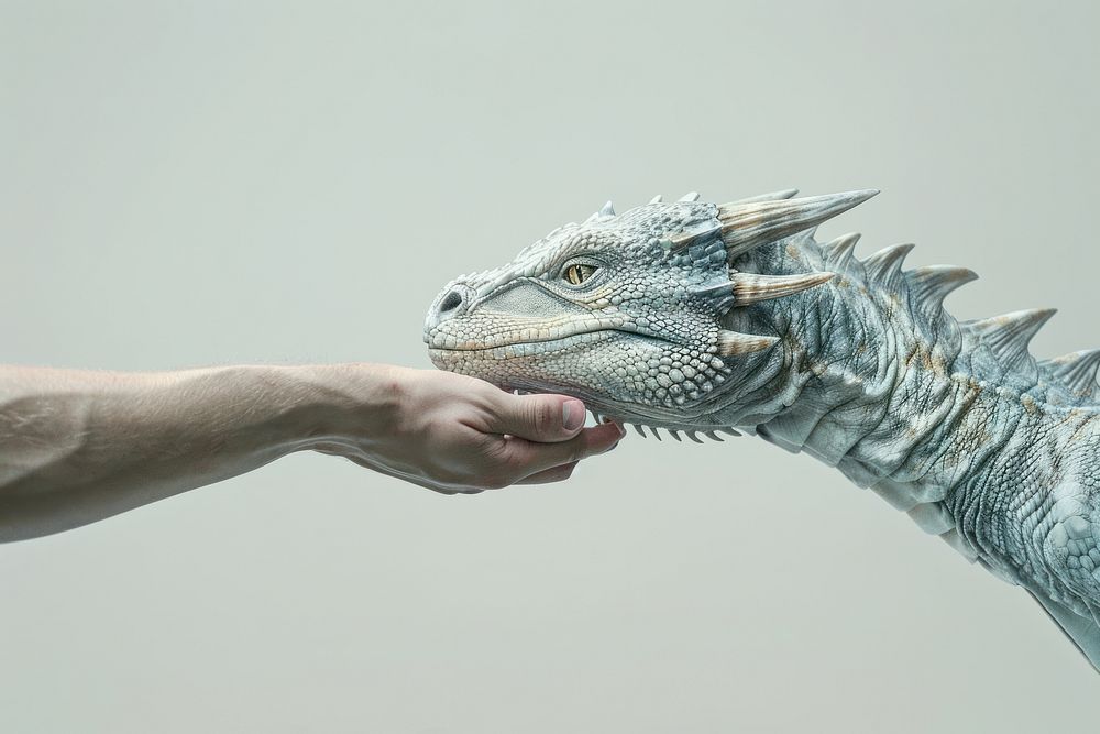 Dragon handshake reptile animal iguana.