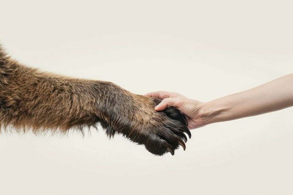 Grizzly bear hand shaking leg electronics hardware kangaroo.