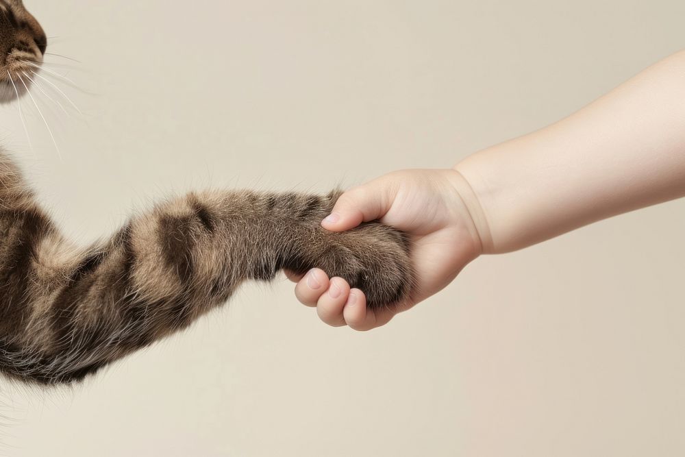 Kitten hand shaking leg human electronics hardware.