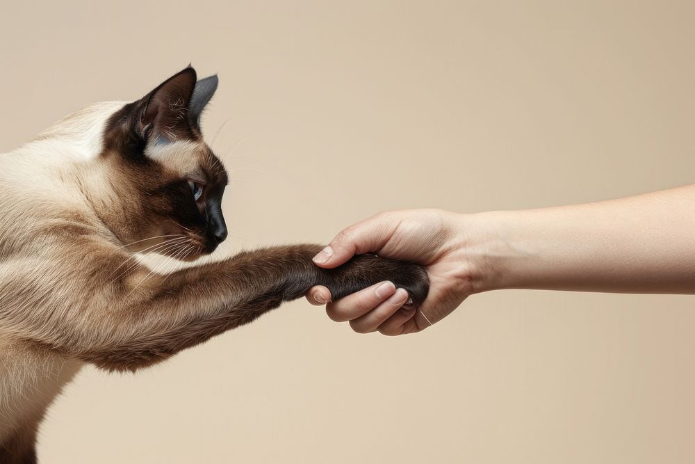 Siamese cat hand shaking leg human animal mammal.