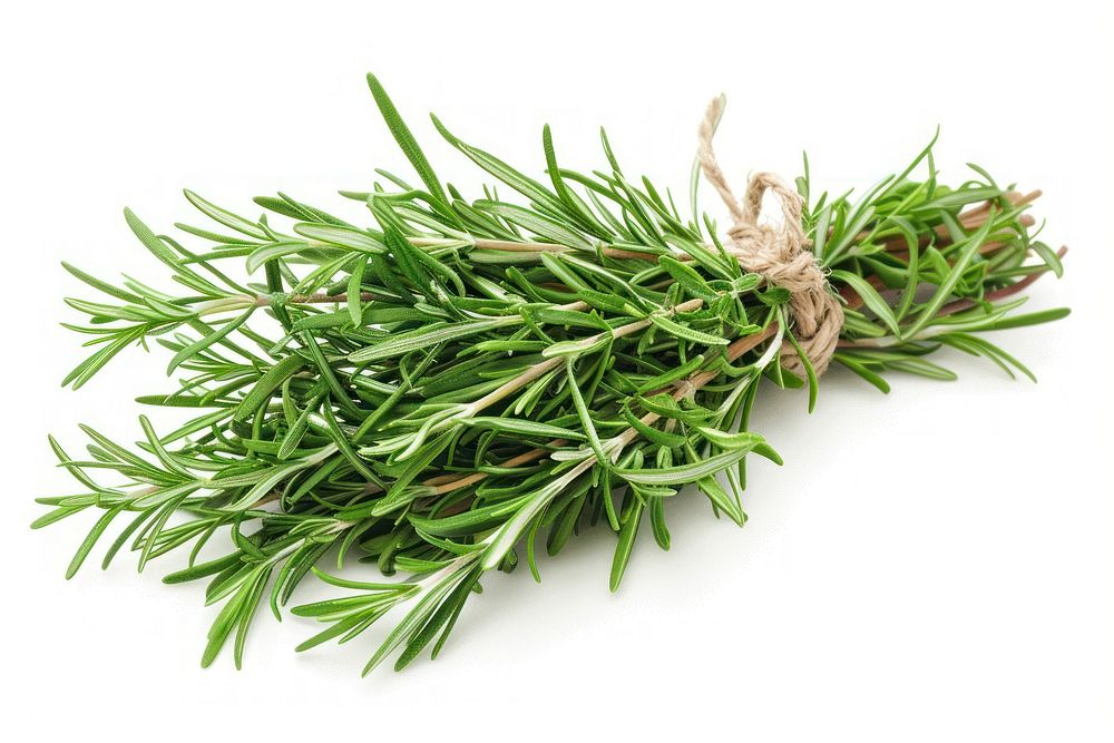 A bunch of fresh rosemary herbs blossom herbal.