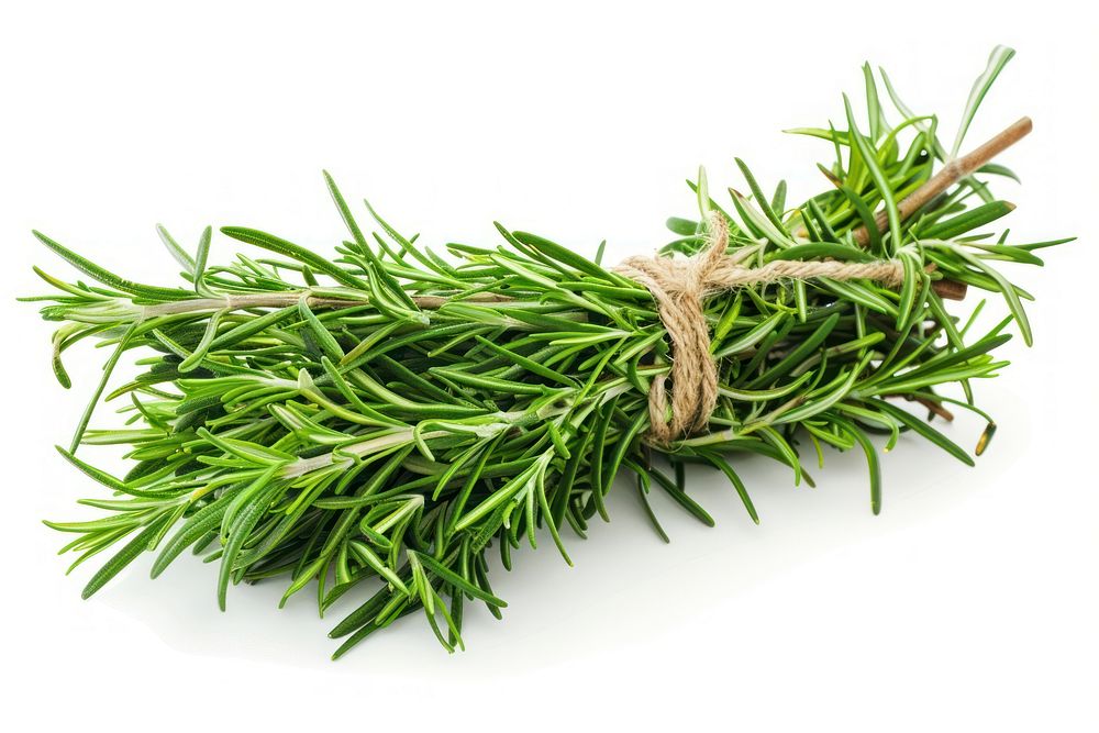 A bunch of fresh rosemary herbs conifer herbal.