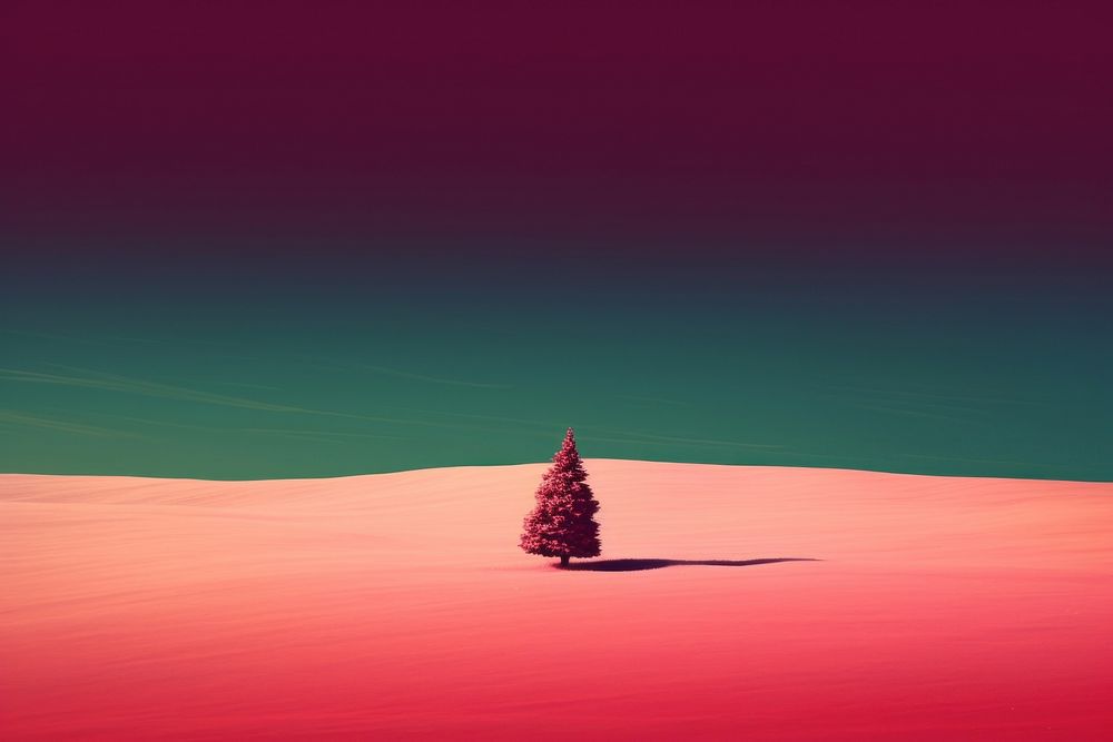 Christmas background outdoors scenery conifer.