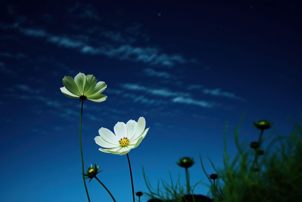 Photo of cosmos asteraceae outdoors blossom.